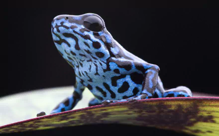 HD desktop wallpaper featuring a vibrant blue and black poison dart frog perched on a leaf against a dark background.