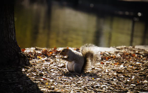 Animal squirrel HD Desktop Wallpaper | Background Image