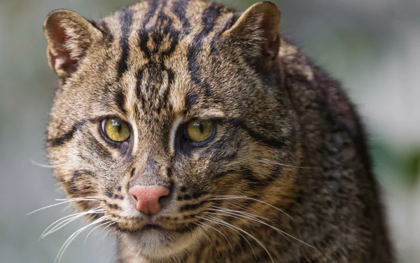 Animal Fishing Cat HD Desktop Wallpaper | Background Image