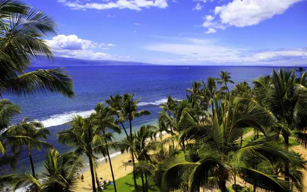Vibrant HD desktop wallpaper showcasing a Hawaii beach with lush palm trees, clear blue sea, and a partly cloudy sky, capturing the beauty of nature.