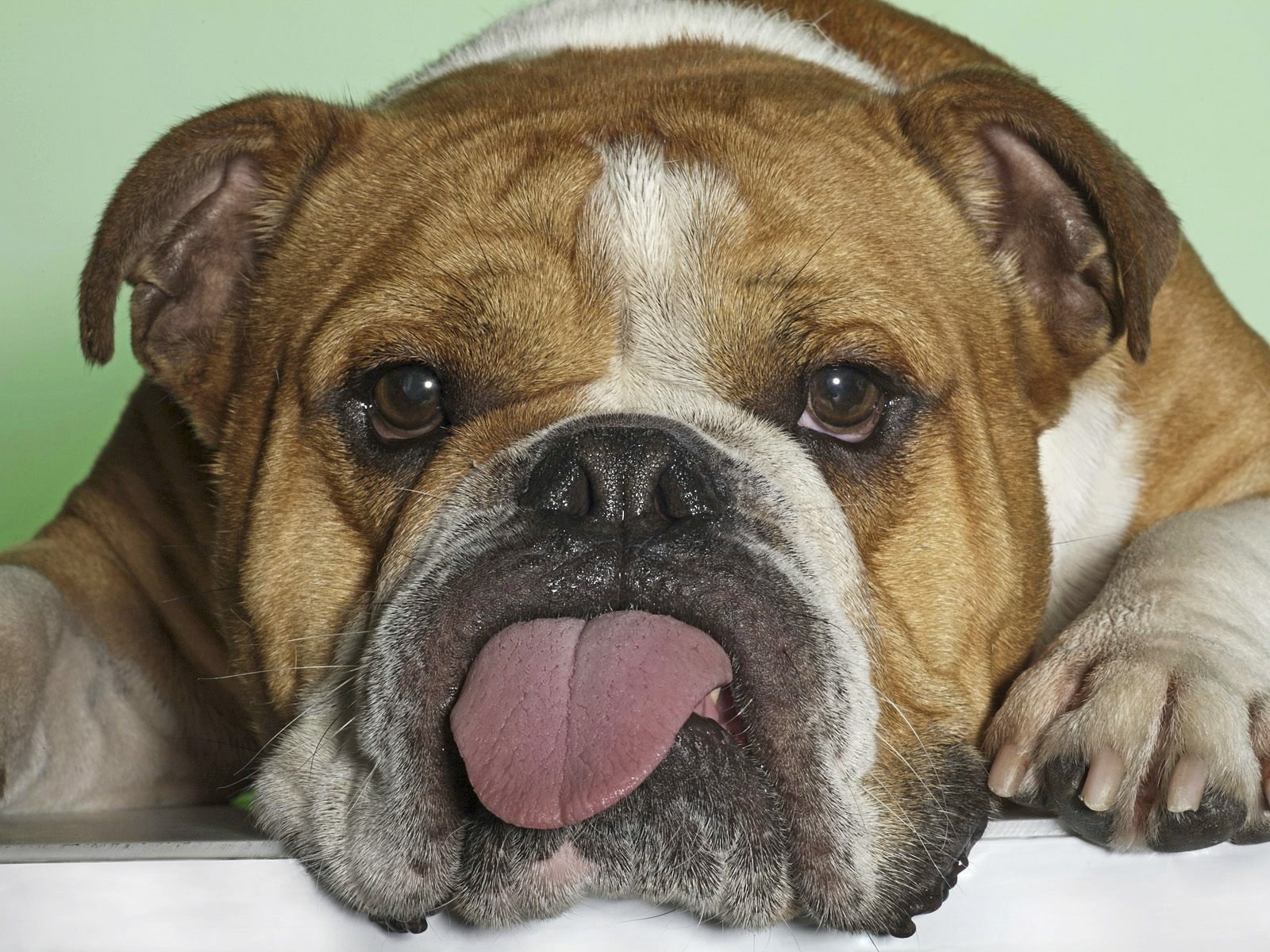 Download Dog Animal Bulldog Wallpaper | 1600x1200 | Wallpaper Abyss