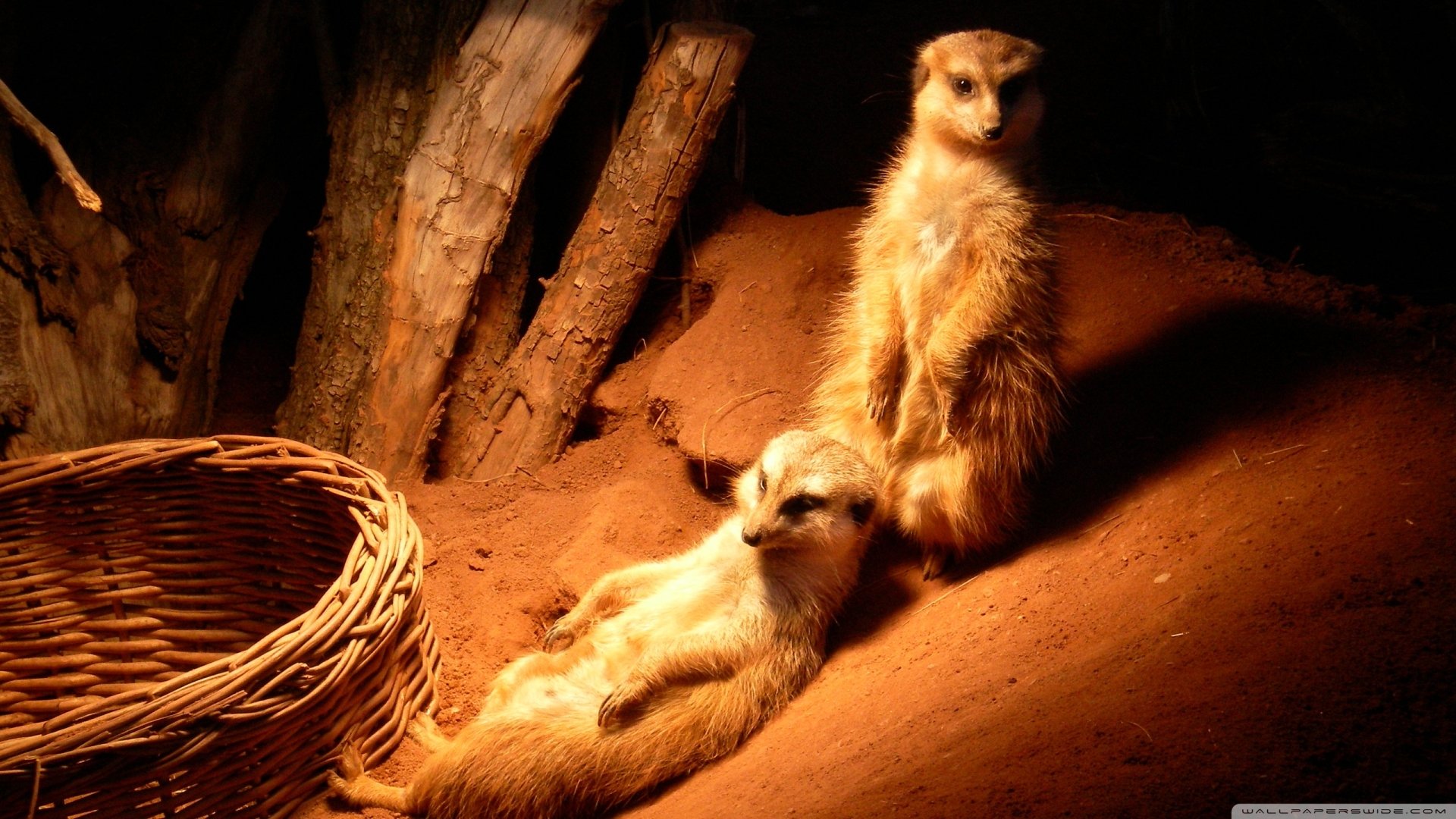 2K Quad HD PC desktop wallpaper/background of two meerkat animals resting in a warm-lit sandy burrow beside a wicker basket.
