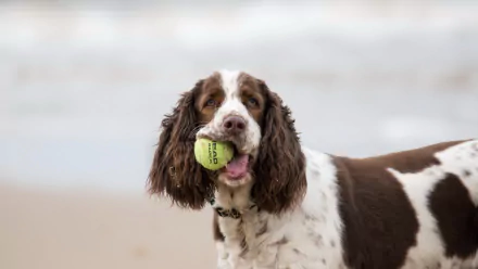 HD PC desktop wallpaper of a brown and white cocker spaniel holding a tennis ball in its mouth, set against a blurred outdoor background.