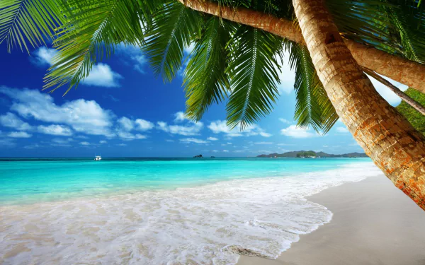 4K Ultra HD PC desktop wallpaper: tropical seascape with turquoise sea, white sand beach, leaning palm tree and deep blue sky — tropics nature background.