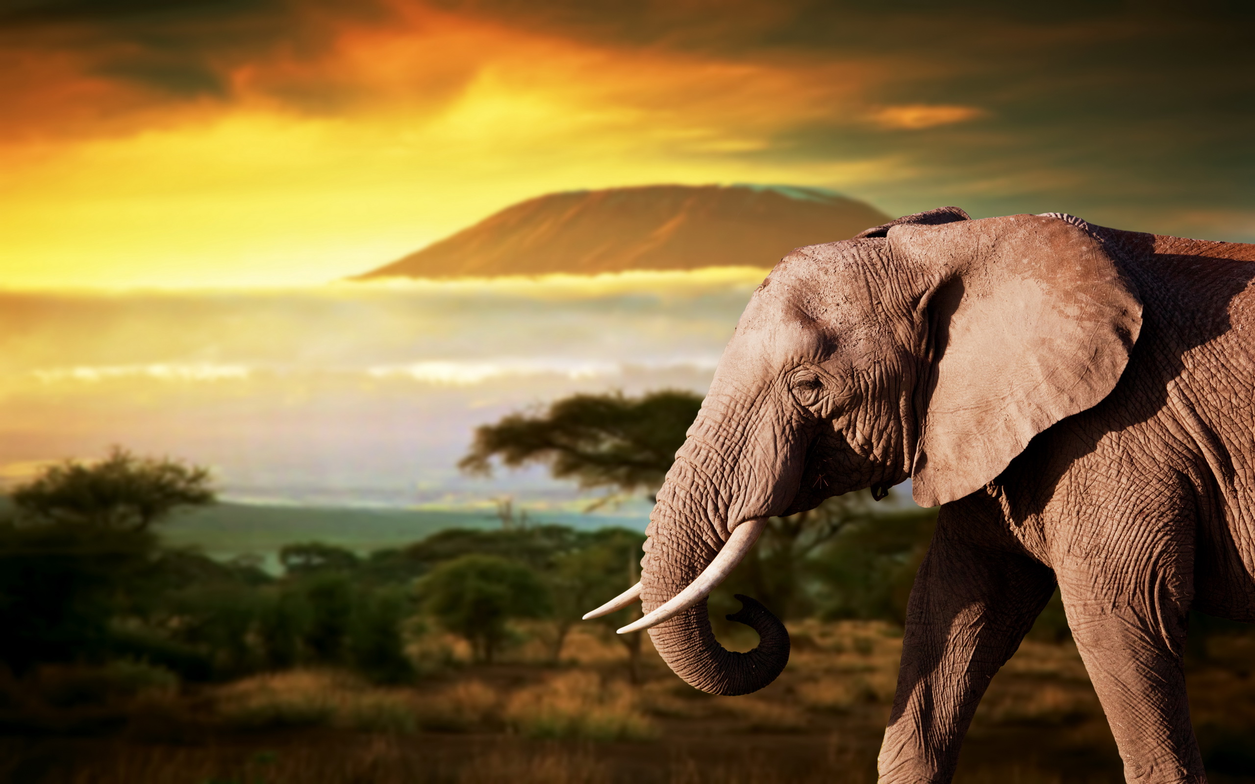 Animal African Bush Elephant Wallpaper - vrogue.co