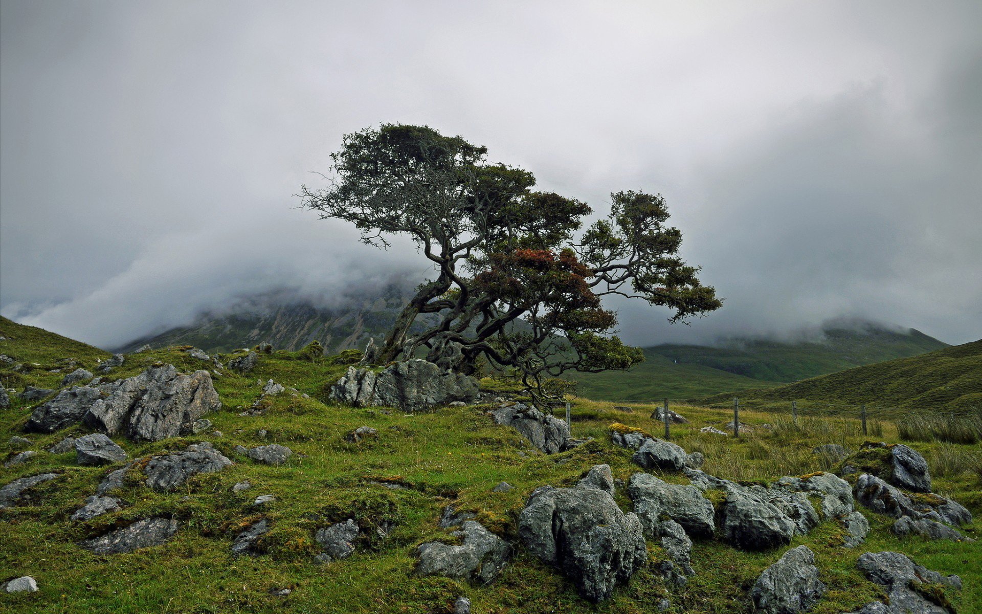 Download Nature Tree HD Wallpaper