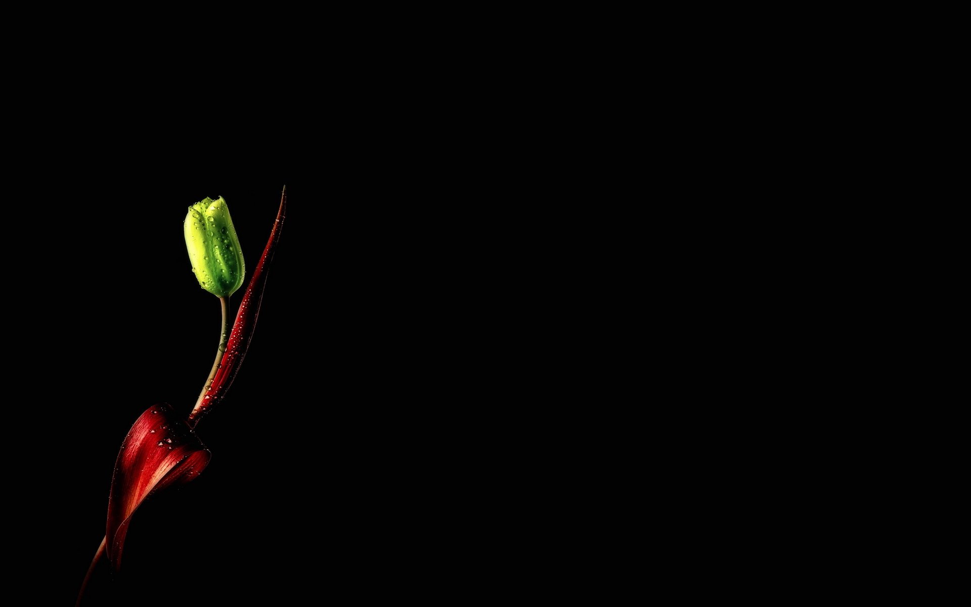 Download Nature Tulip HD Wallpaper