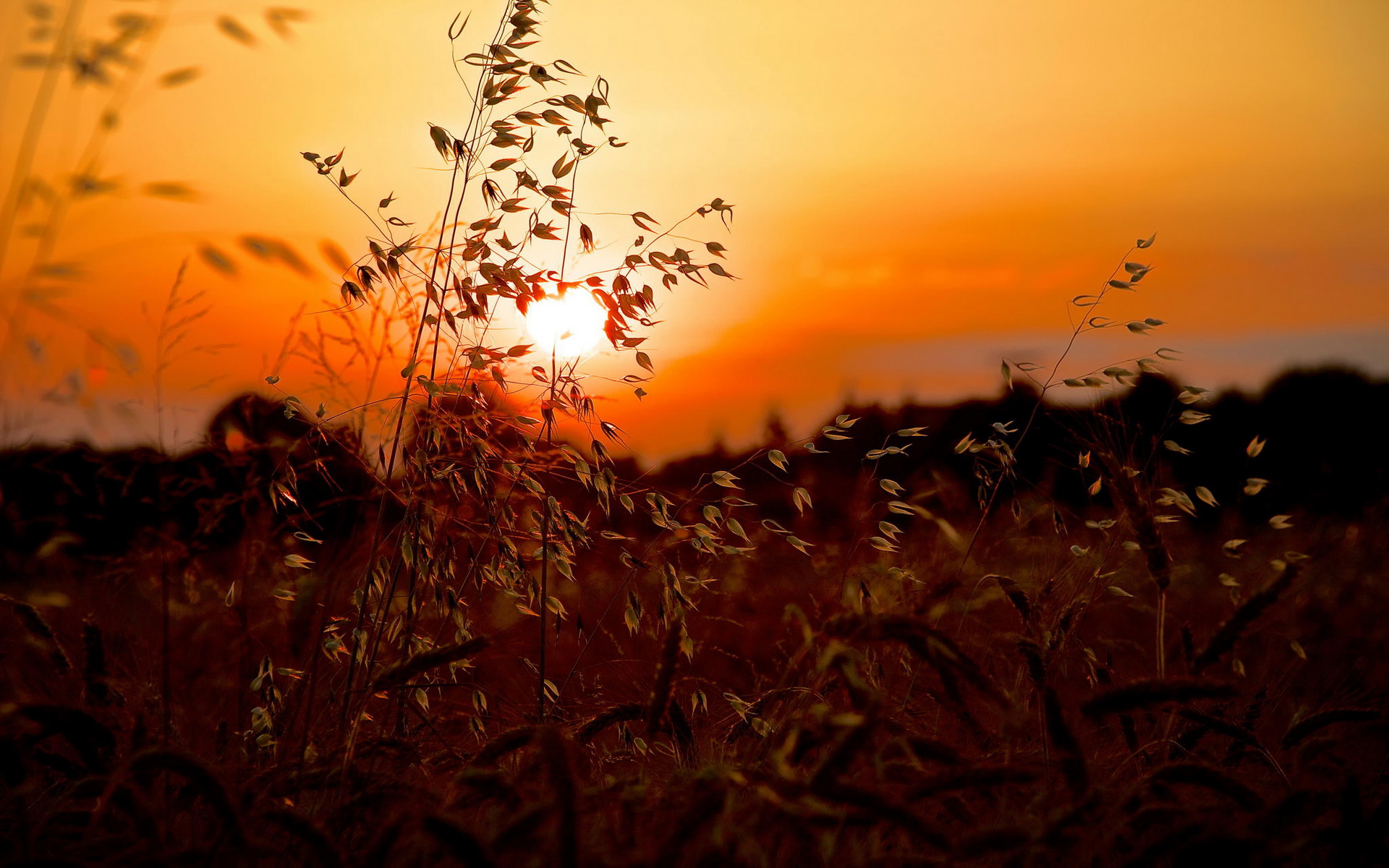 Download Nature Sunset HD Wallpaper