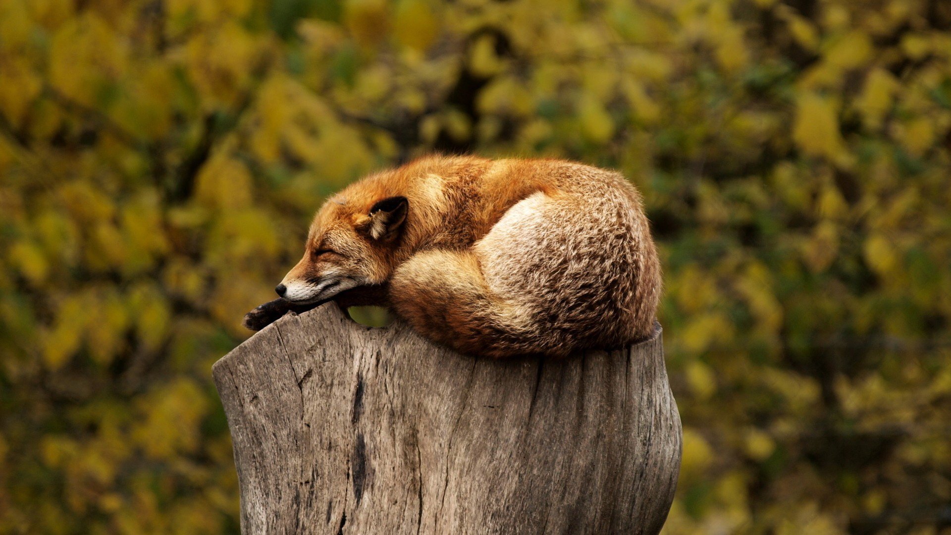 HD desktop wallpaper featuring a fox curled up asleep on a tree stump with a blurred autumn forest background.