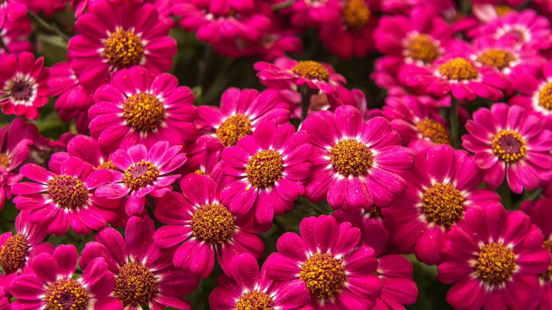 Flower HD Wallpaper | Background Image | 1920x1080 | ID ...