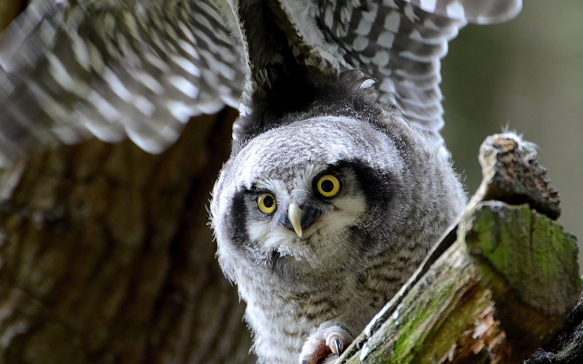 Download Animal Owl HD Wallpaper