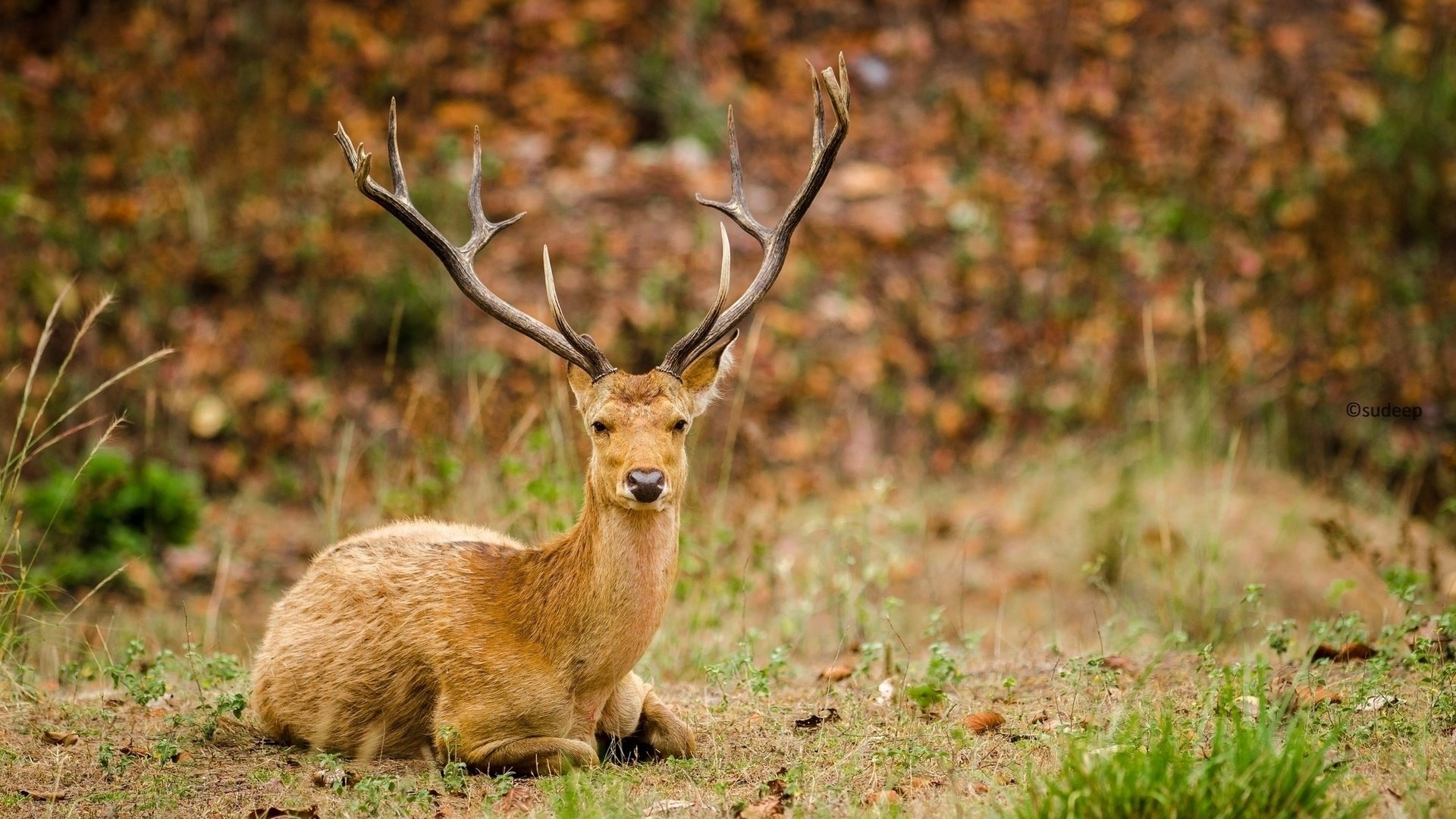 Download Animal Deer HD Wallpaper | 1920x1080 | Wallpaper Abyss