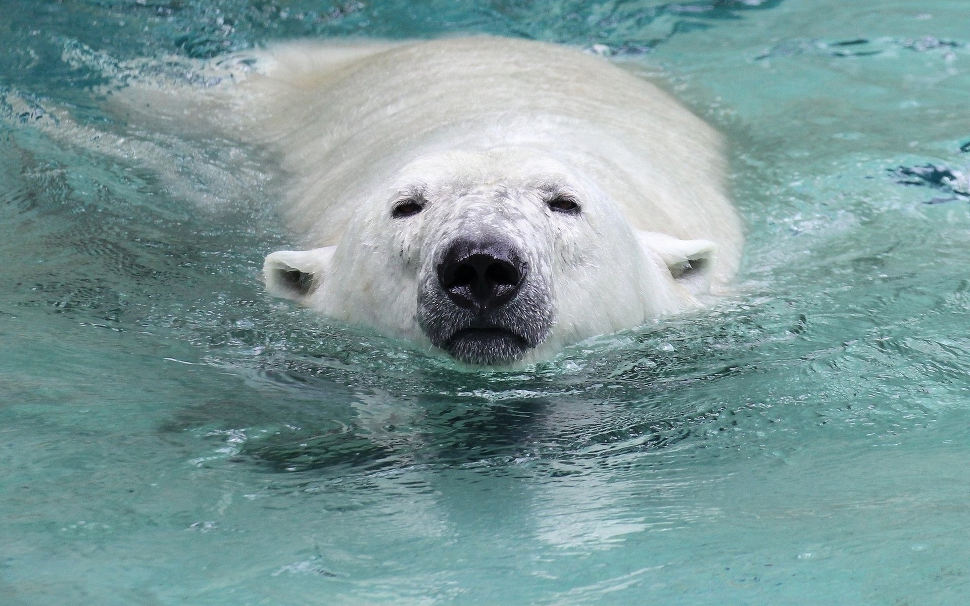 Animal Polar Bear HD Wallpaper