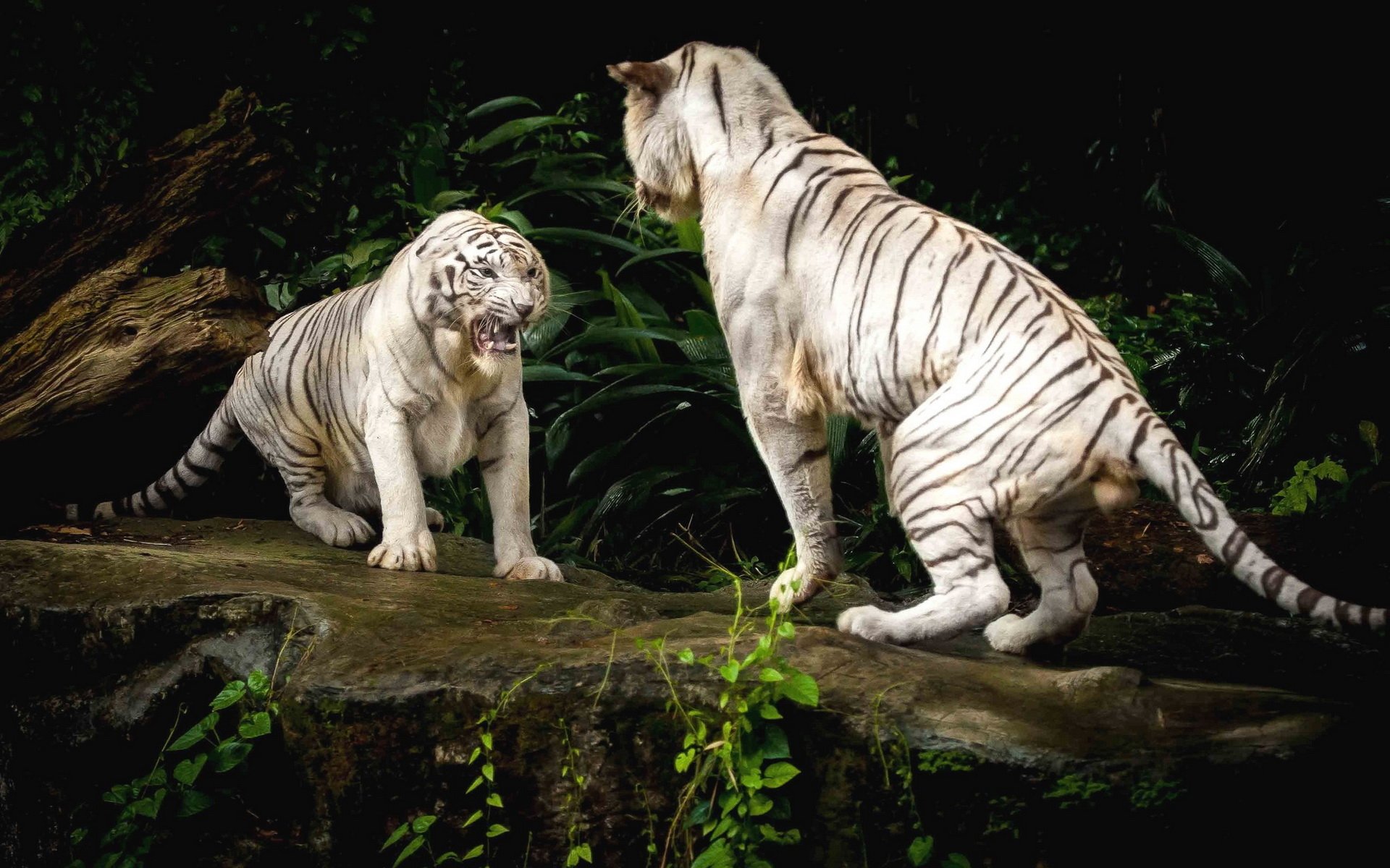 Two majestic white tigers interact in a lush, green setting. This breathtaking image serves as a striking HD desktop wallpaper and background.