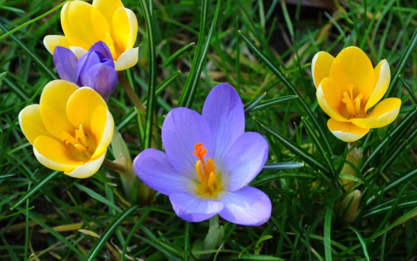 nature crocus HD Desktop Wallpaper | Background Image