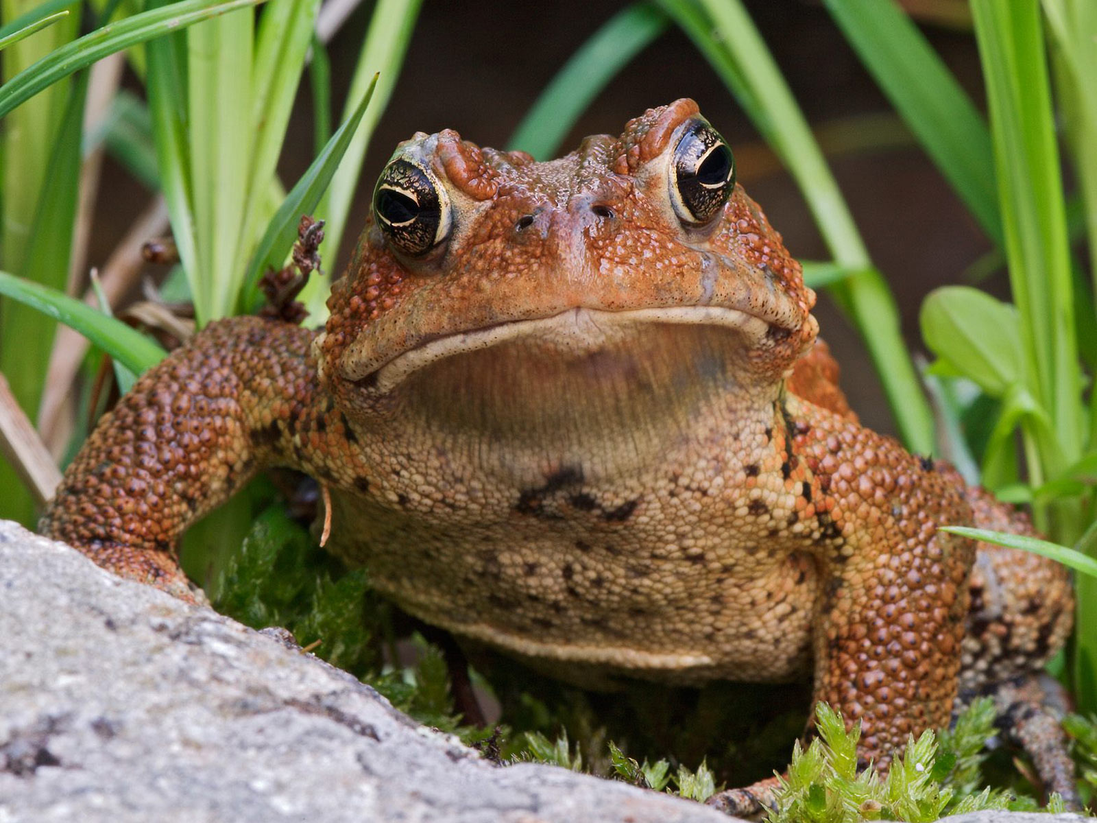 Animal Toad HD Wallpaper Background Image.