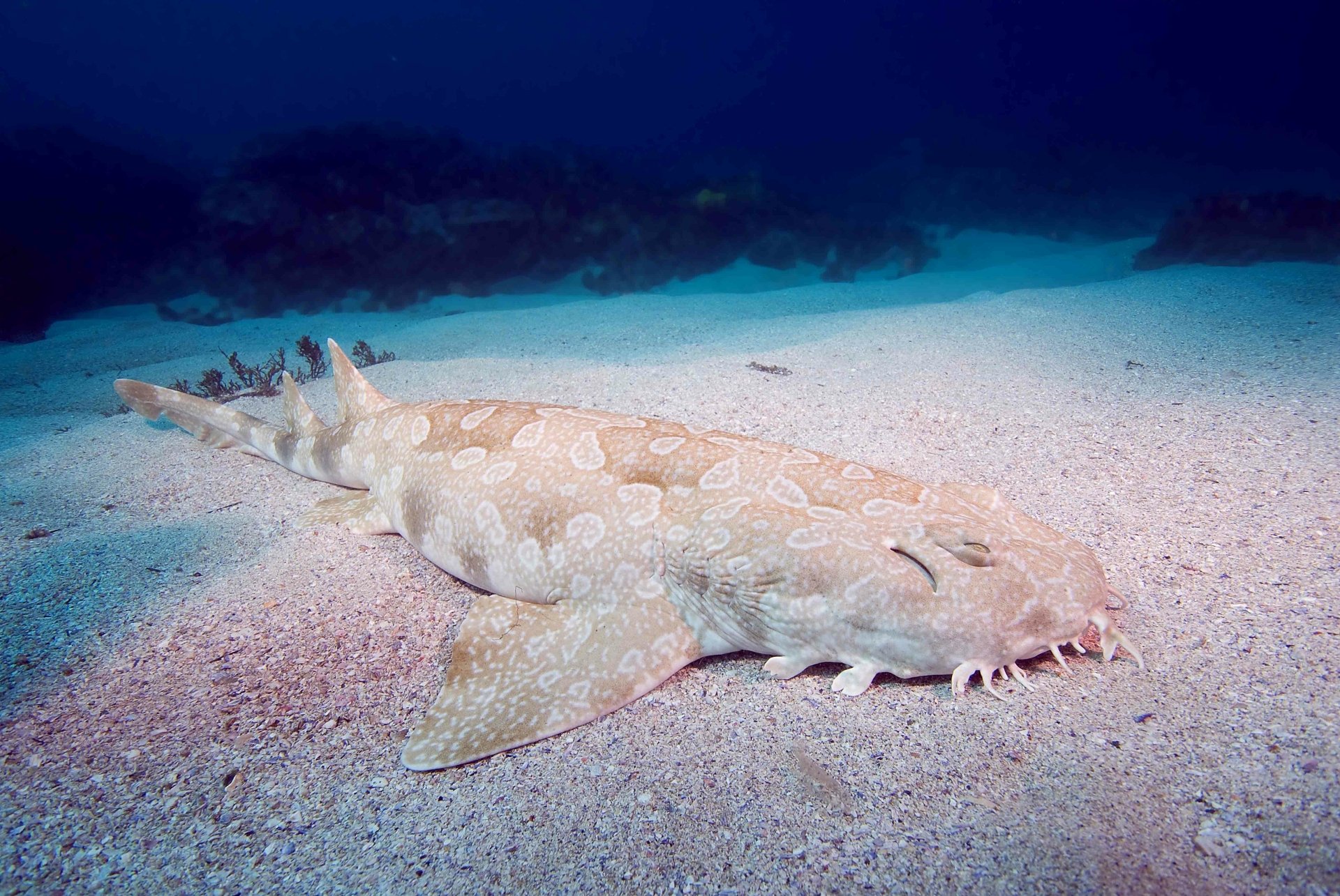 Spotted Wobbegong Shark - Desktop Wallpapers, Phone Wallpaper, PFP ...