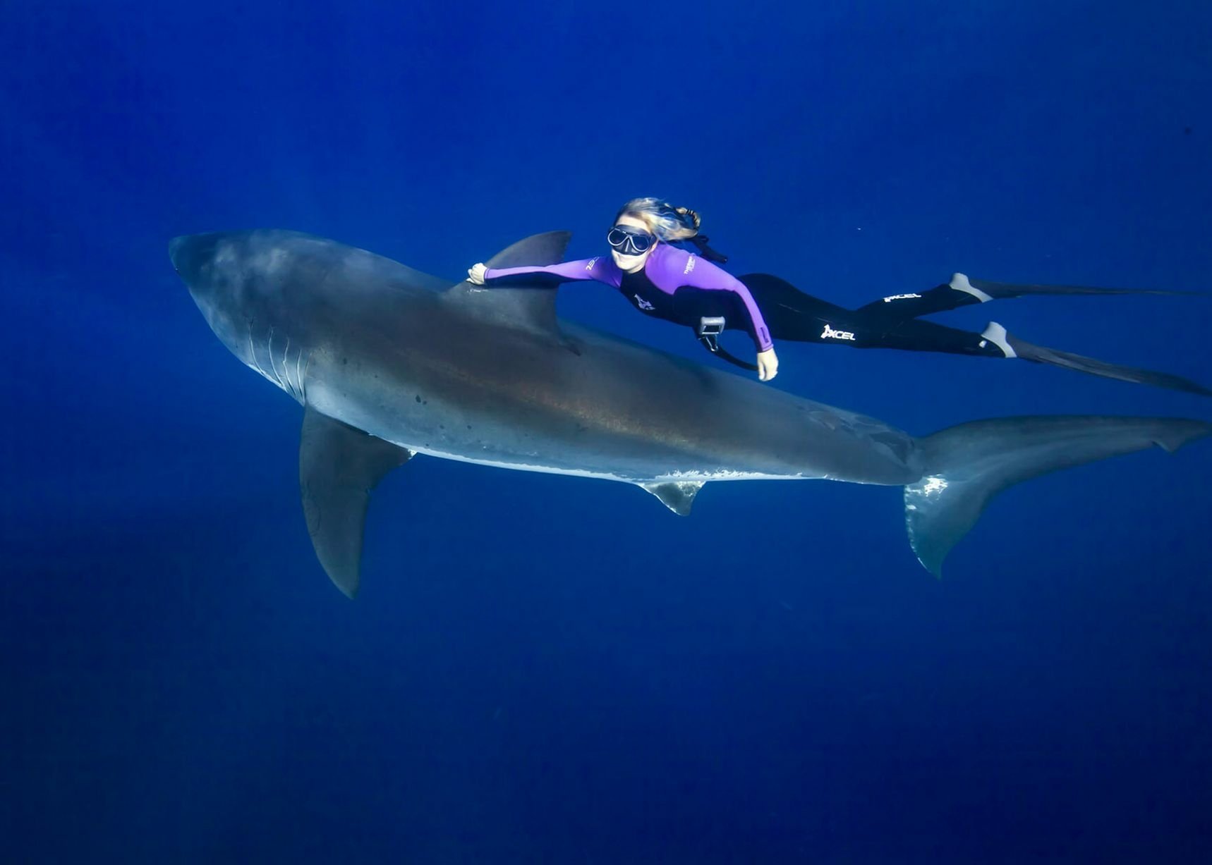 HD PC desktop wallpaper/background showing an animal: a diver swimming alongside a great white shark in deep blue ocean.