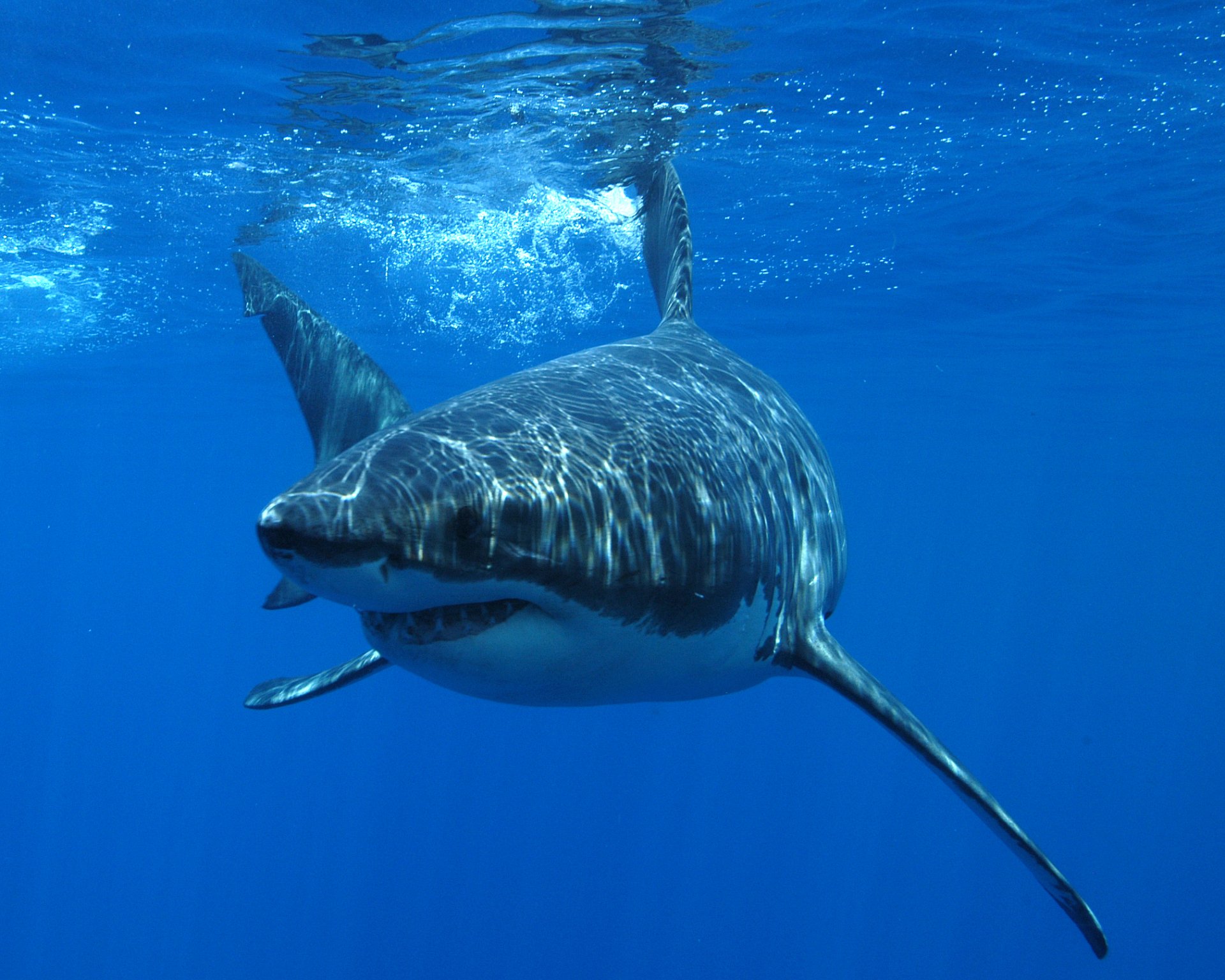 HD PC desktop wallpaper featuring a great white shark swimming underwater in clear blue ocean.
