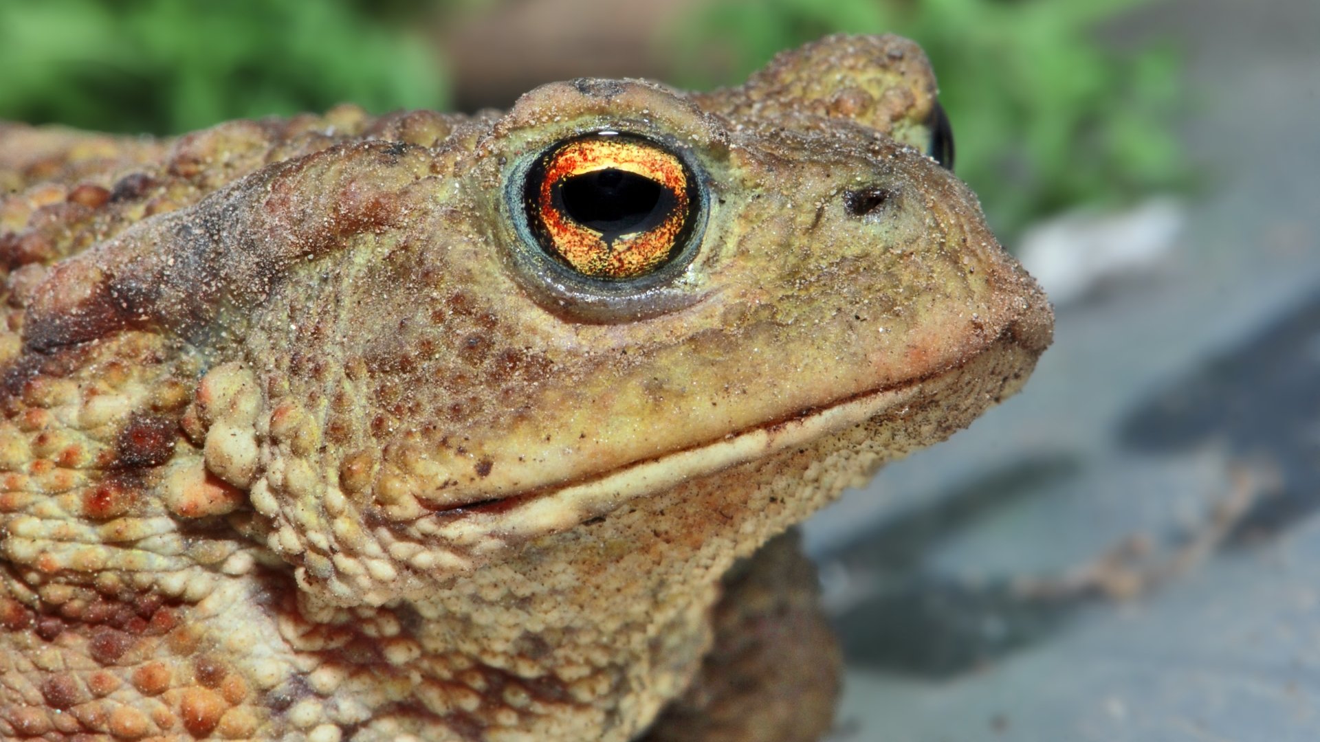 Download Animal Toad 4k Ultra HD Wallpaper