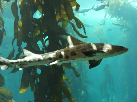 Animal leopard shark HD Desktop Wallpaper | Background Image