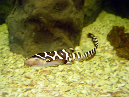 Animal leopard shark HD Desktop Wallpaper | Background Image