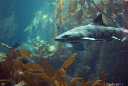 Animal leopard shark HD Desktop Wallpaper | Background Image