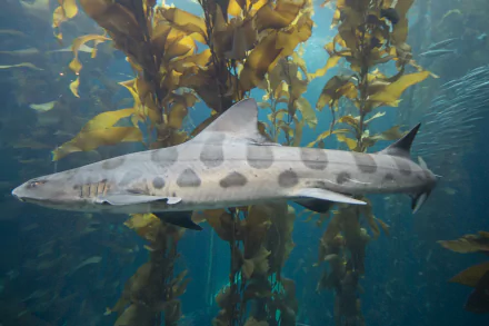 Animal leopard shark HD Desktop Wallpaper | Background Image