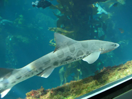 Animal leopard shark HD Desktop Wallpaper | Background Image