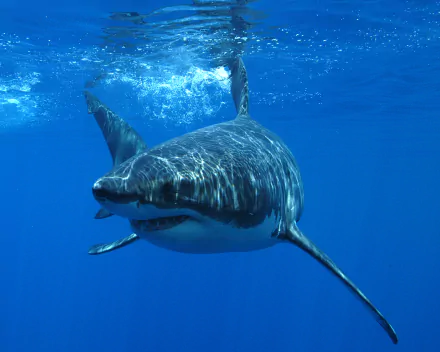 Animal great white shark HD Desktop Wallpaper | Background Image