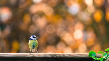  Eurasian Blue Tit (cyanistes caeruleus)
