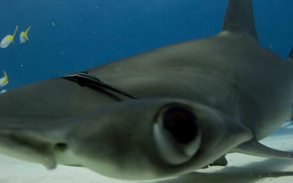 Animal hammerhead shark HD Desktop Wallpaper | Background Image