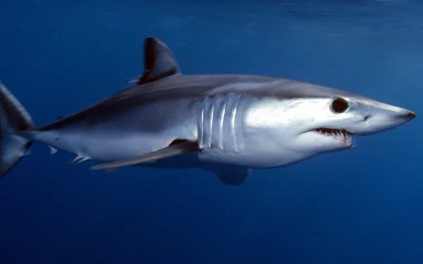 Animal mako shark HD Desktop Wallpaper | Background Image
