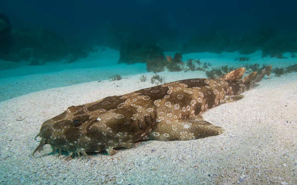 Animal Spotted Wobbegong Shark HD Desktop Wallpaper | Background Image