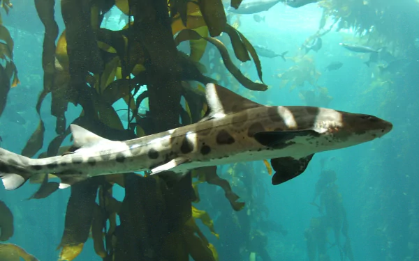 Animal leopard shark HD Desktop Wallpaper | Background Image