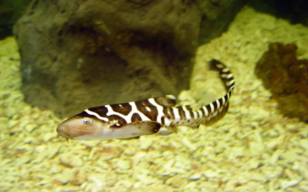 Animal leopard shark HD Desktop Wallpaper | Background Image