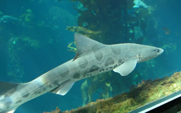 Animal leopard shark HD Desktop Wallpaper | Background Image