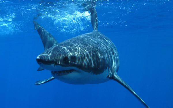 HD PC desktop wallpaper featuring a great white shark swimming underwater in clear blue ocean.