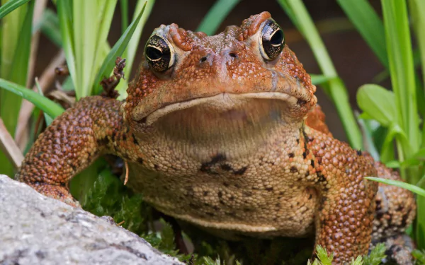 Animal toad HD Desktop Wallpaper | Background Image