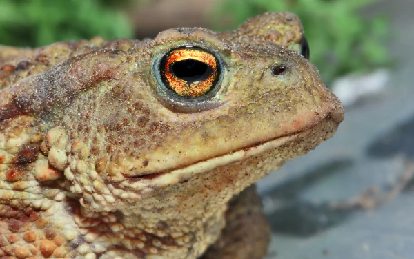 Animal toad HD Desktop Wallpaper | Background Image