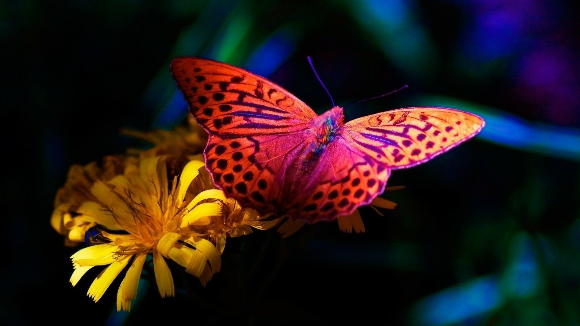 Butterfly HD Wallpaper | Background Image | 1920x1080