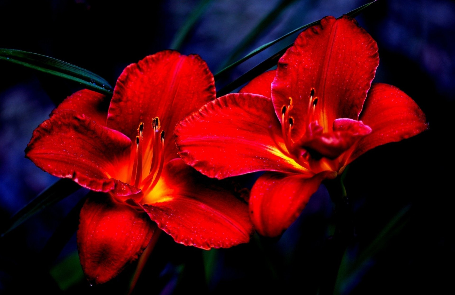 Nature-themed HD PC desktop wallpaper showing two vivid red lilies glowing against a deep, shadowed green background.