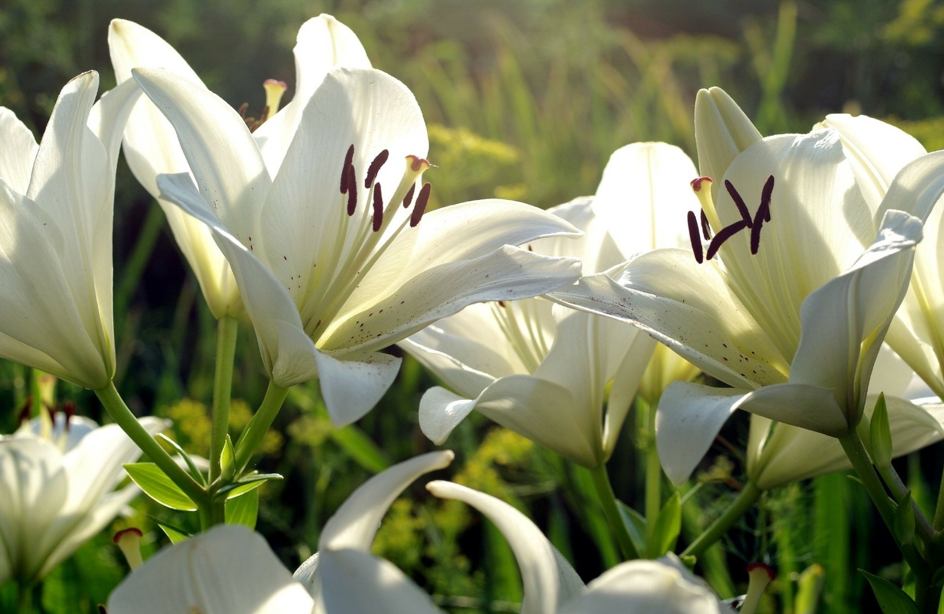 Download Nature Lily HD Wallpaper