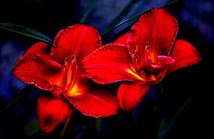 Nature-themed HD PC desktop wallpaper showing two vivid red lilies glowing against a deep, shadowed green background.