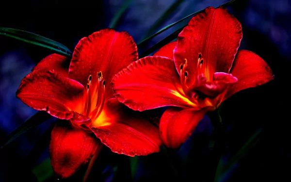 Nature-themed HD PC desktop wallpaper showing two vivid red lilies glowing against a deep, shadowed green background.