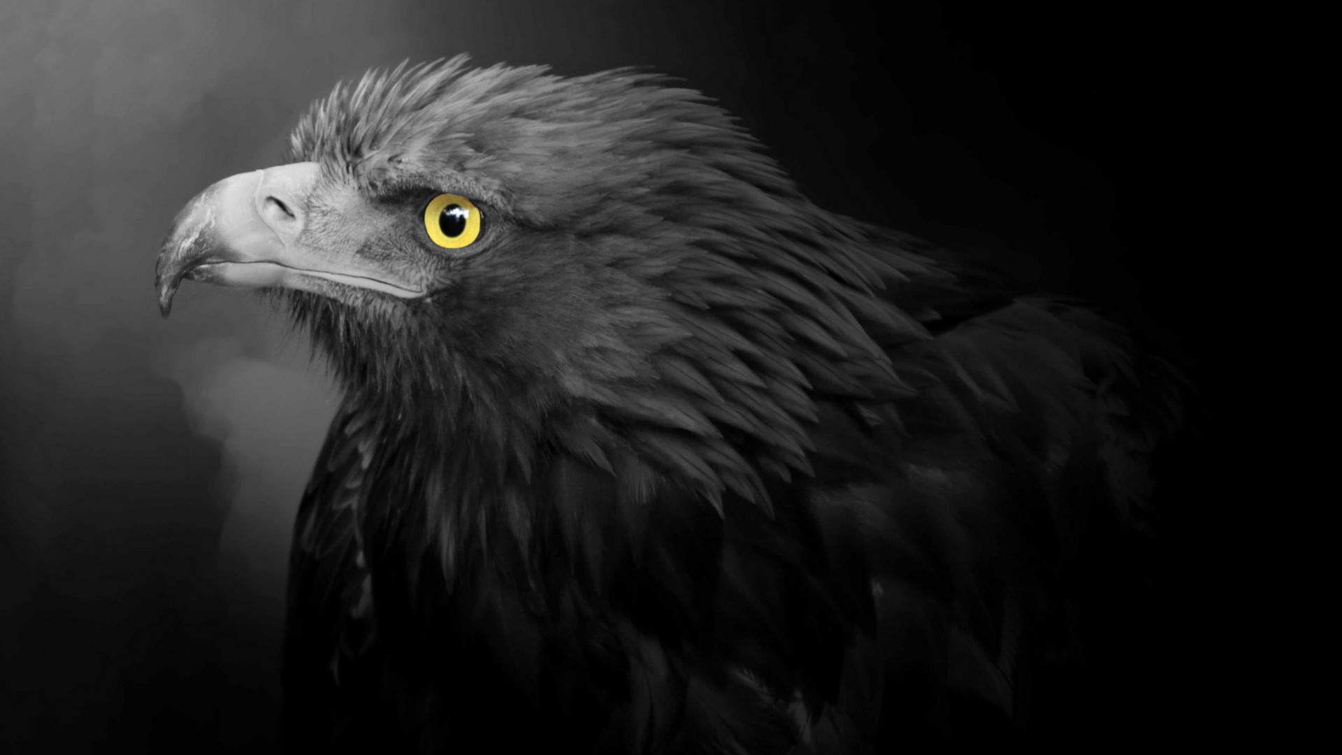  Eagle  HD  Wallpaper  Background Image 1920x1080 ID 