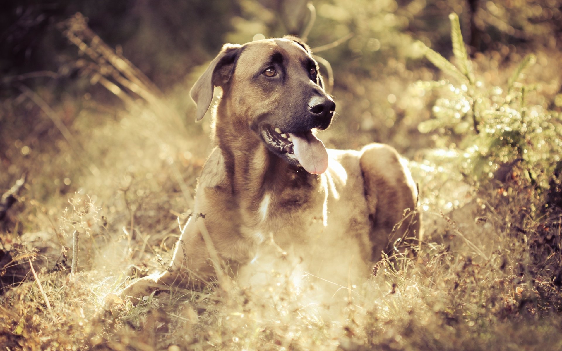 Download Animal Dog HD Wallpaper | 2560x1600 | Wallpaper Abyss