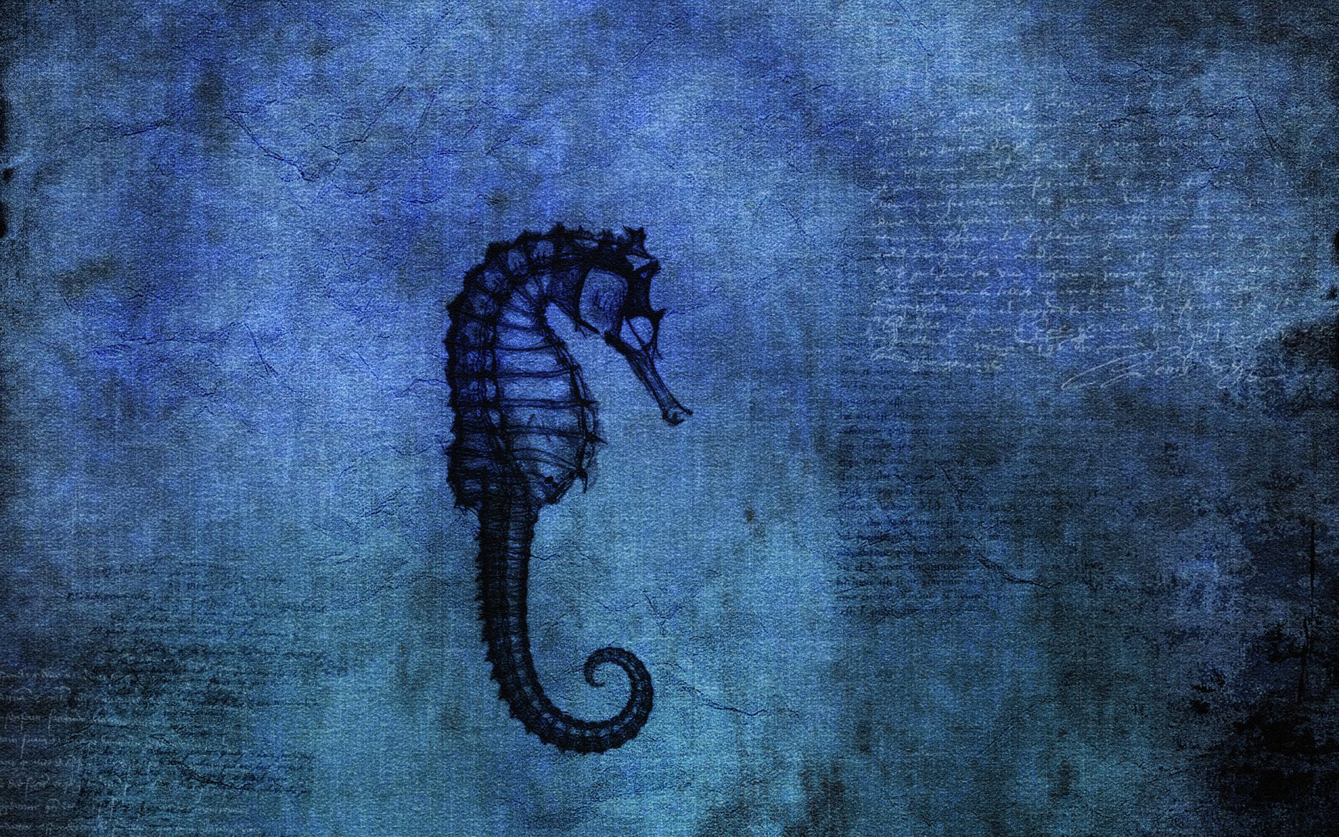 Seahorse Full HD Wallpaper and Background Image | 2560x1600 | ID:53452