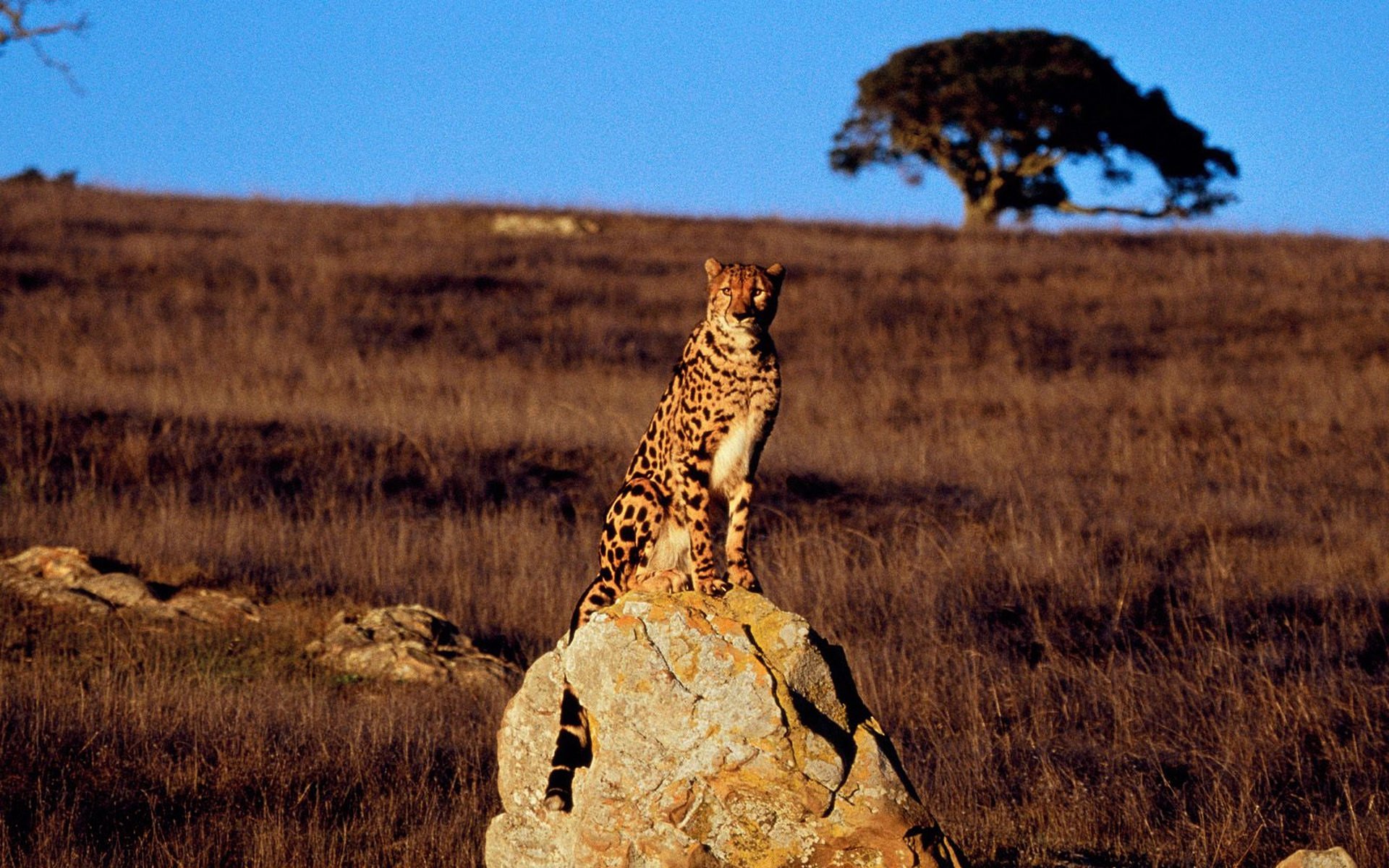 The King cheetah