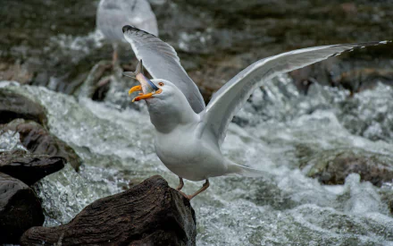 Animal seagull HD Desktop Wallpaper | Background Image